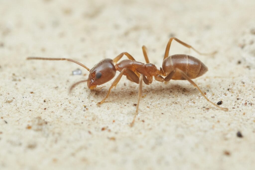 Argentine Ant