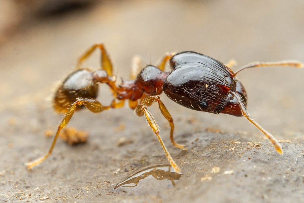 big headed ant