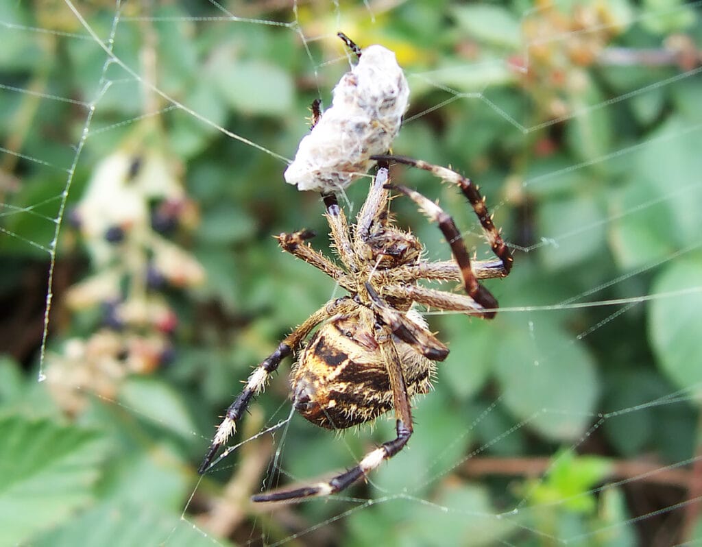 Garden orb weavers spider